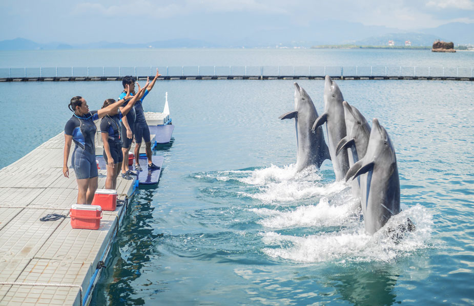 ocean adventure dolphin show
