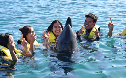 play with dolphins