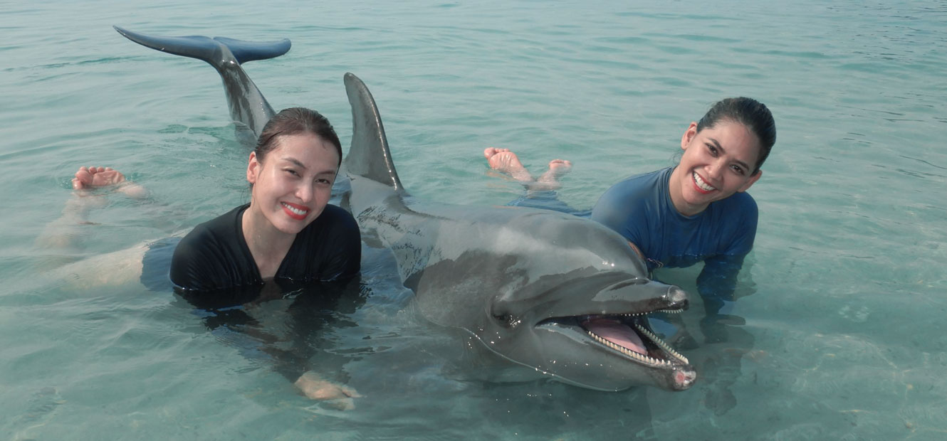 dolphin beach encounter