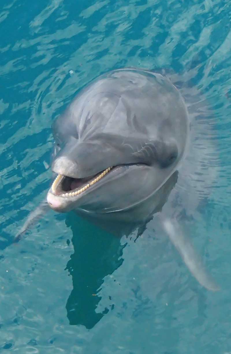cute dolphin swimming