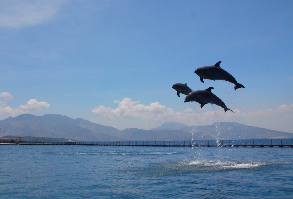 three dolphins doing tricks in subic bay