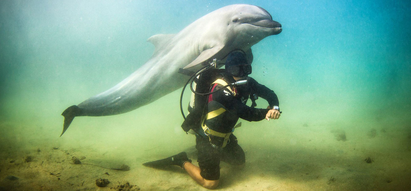 Diving with Dolphins in Subic Bay