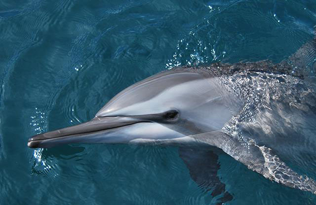 spinner-dolphin-at-ocean-adventure