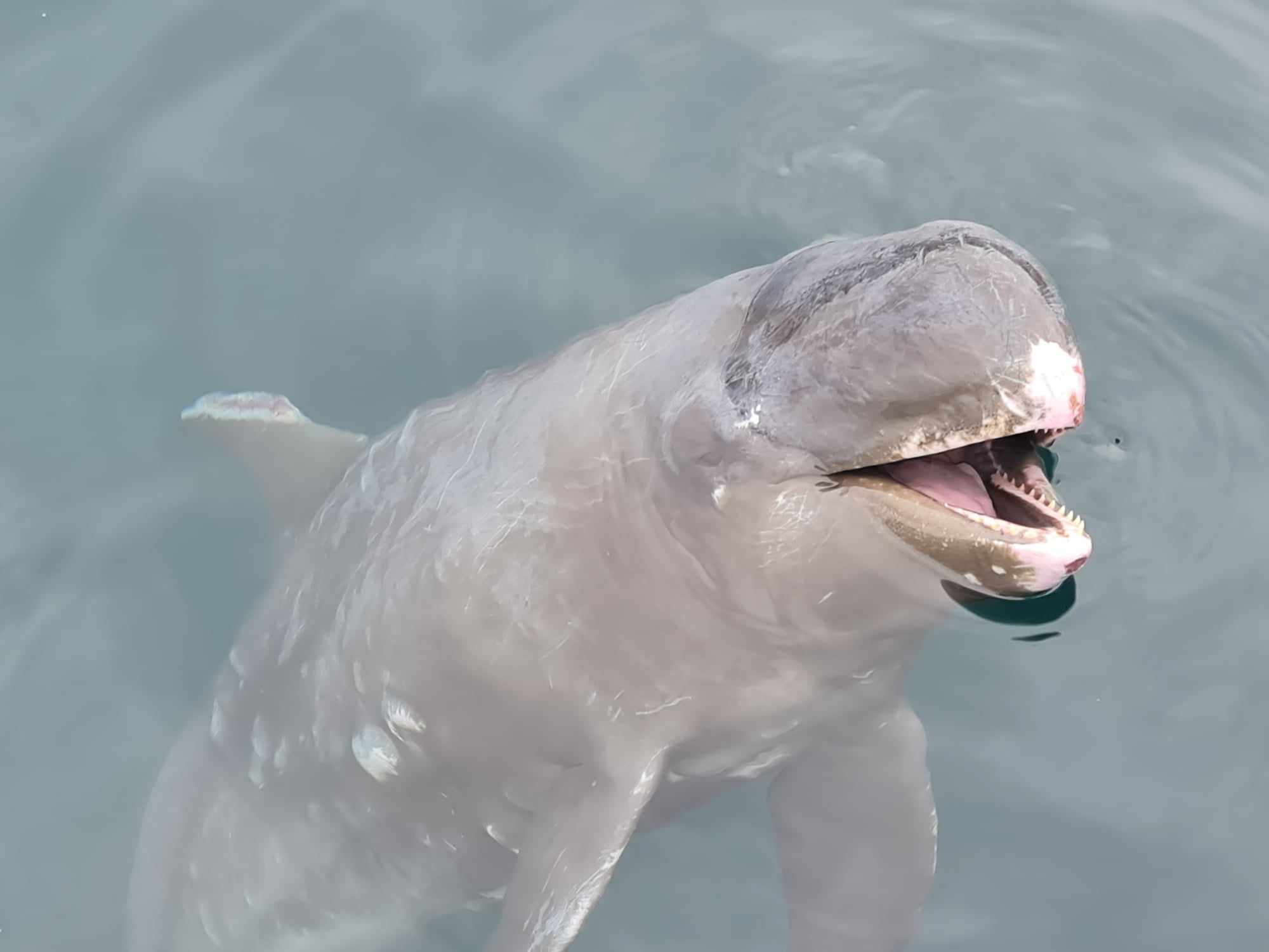 spinner dolphin at ocean adventure