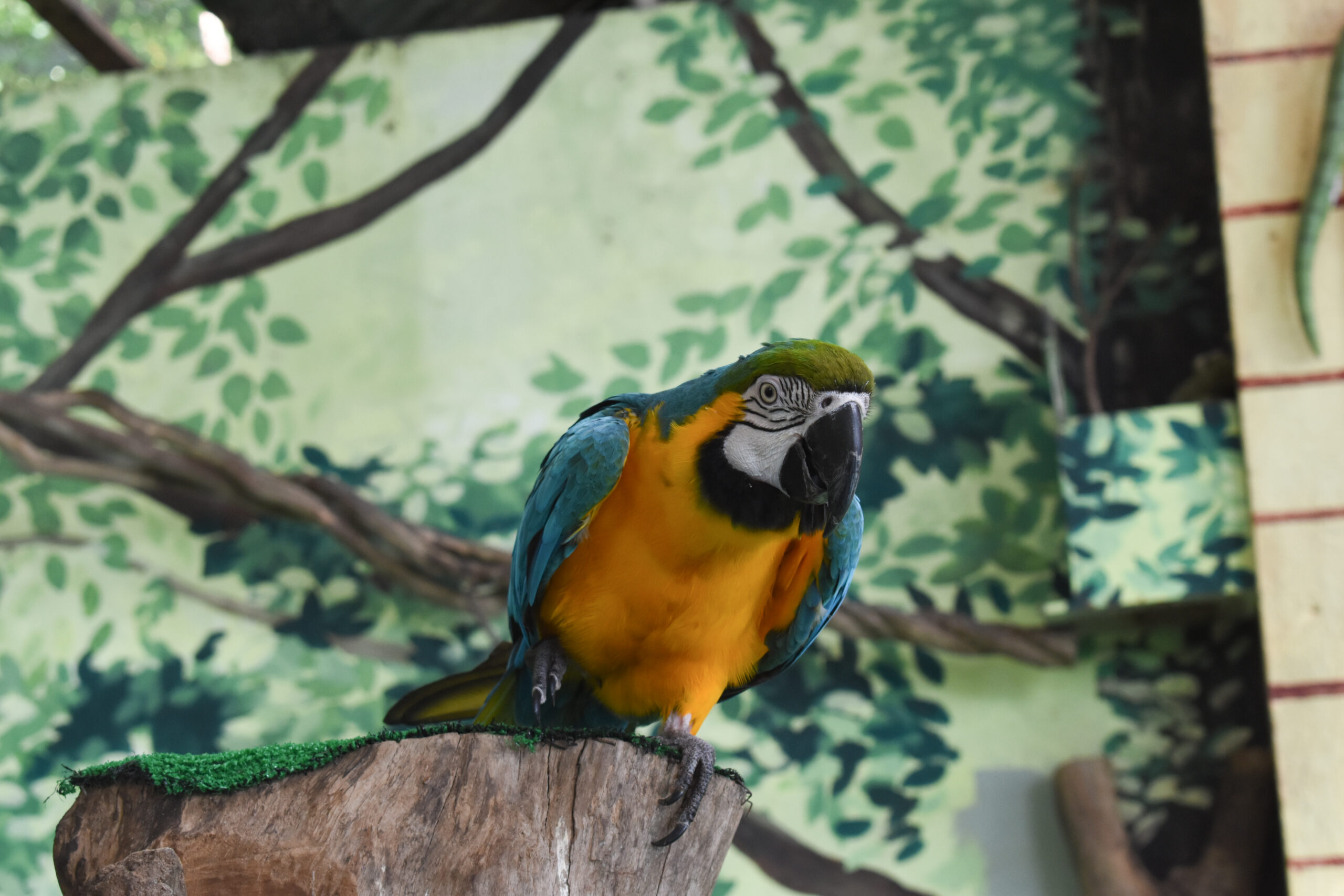 Xena, the Blue and Gold Macaw