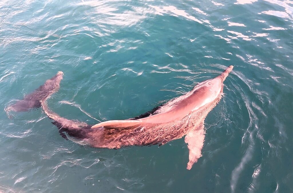 Stranded Dolphin now Recovering in Subic Bay